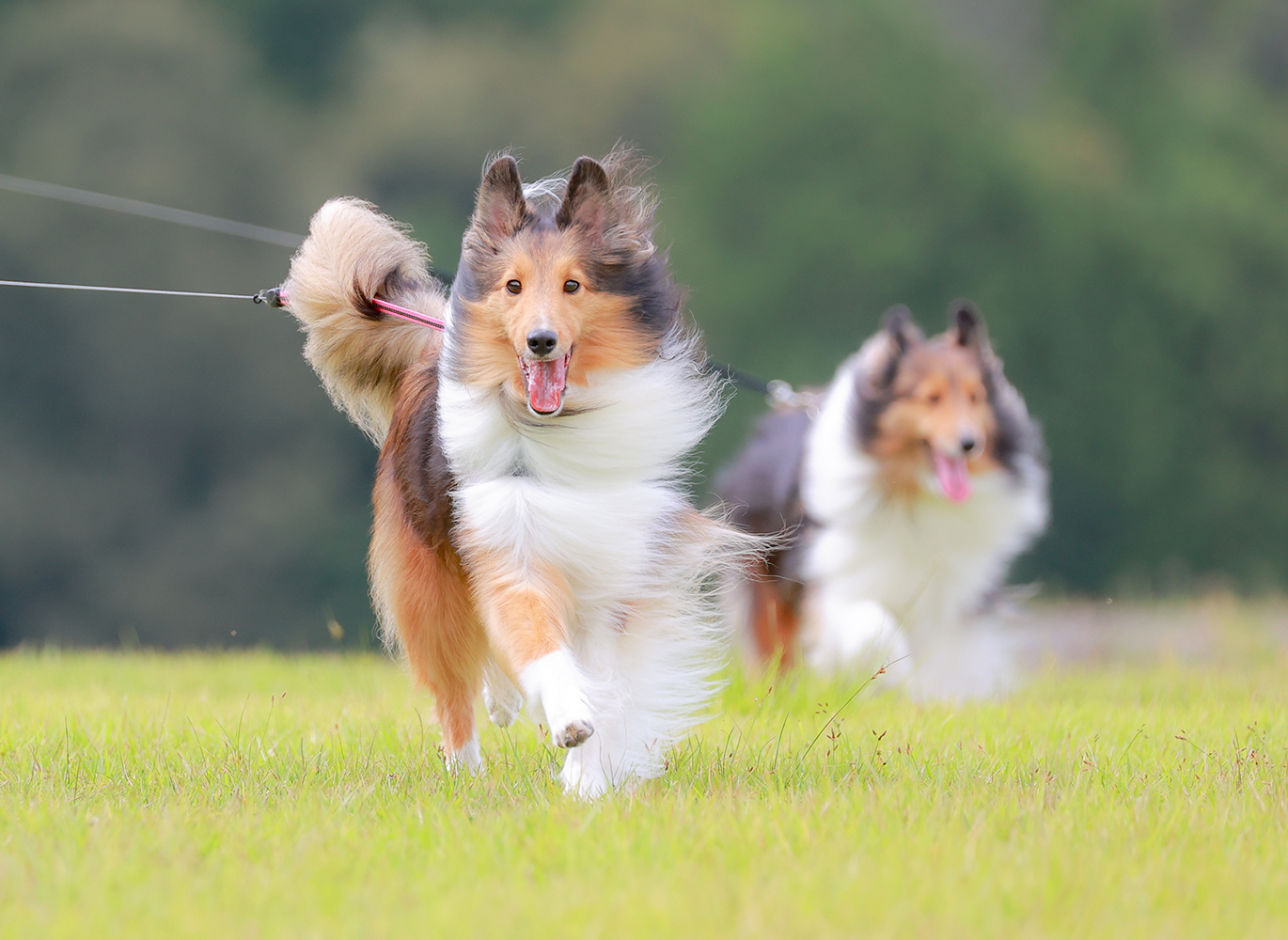 ぎふジビエでつくる、あなただけのオリジナルペットフード