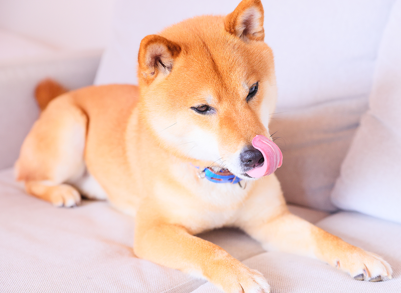 無添加！天然！ジビエ × ペットフード